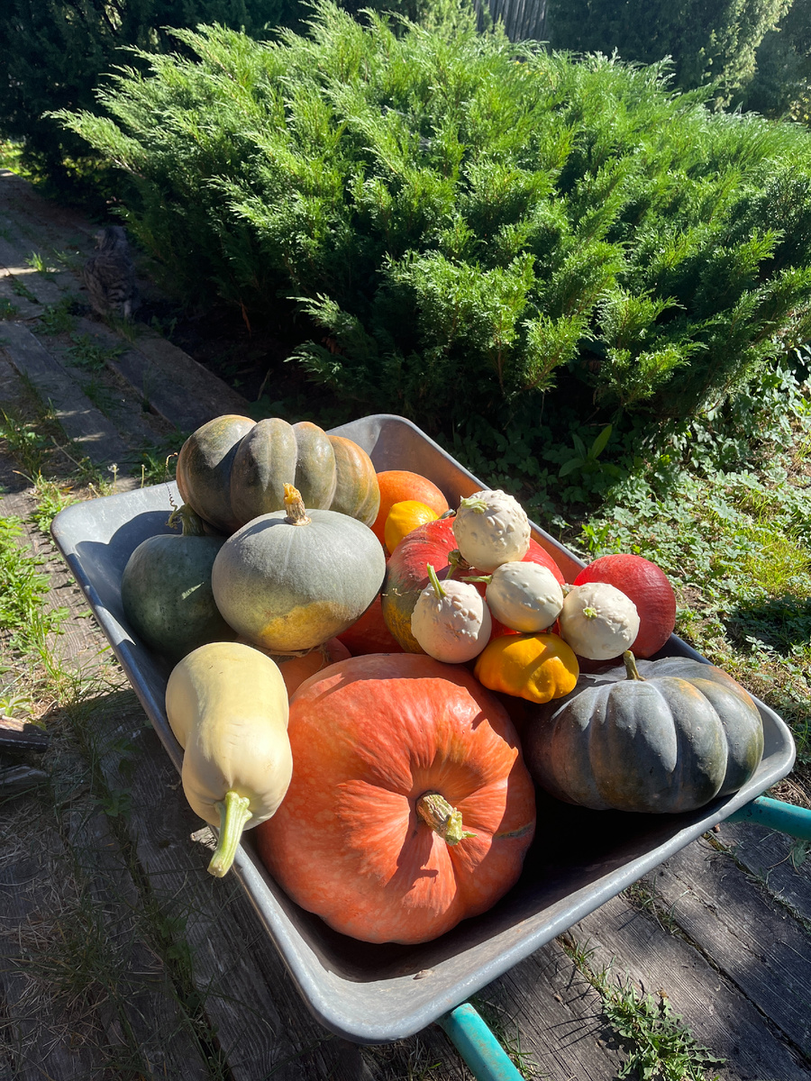 Урожай тыквы