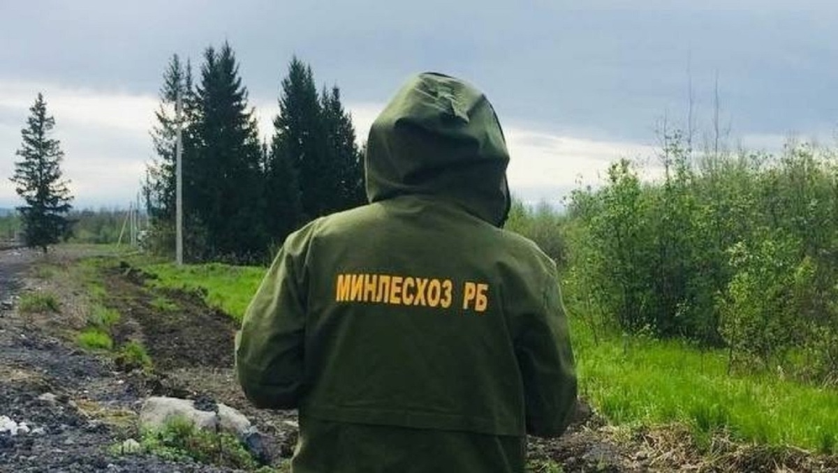    С начала года в лесах Башкирии провели свыше 7 тысяч патрулирований