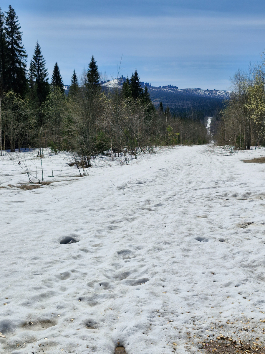 Дорога по лесу на Помяненный Камень. 14.05.2025
