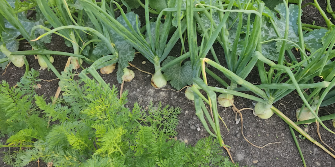 Лук гниет на грядке: как спасти урожай? Советы от Нины Коноваловой