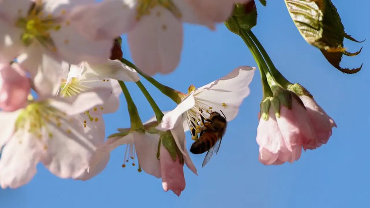    Весна в Москве.