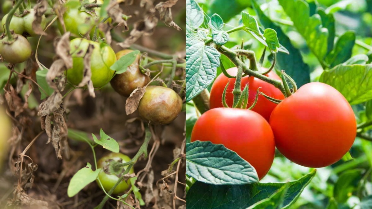 Разница между защищенными и незащищенными растениями. Плоды сорта Бычье сердце весом до 250 грамм