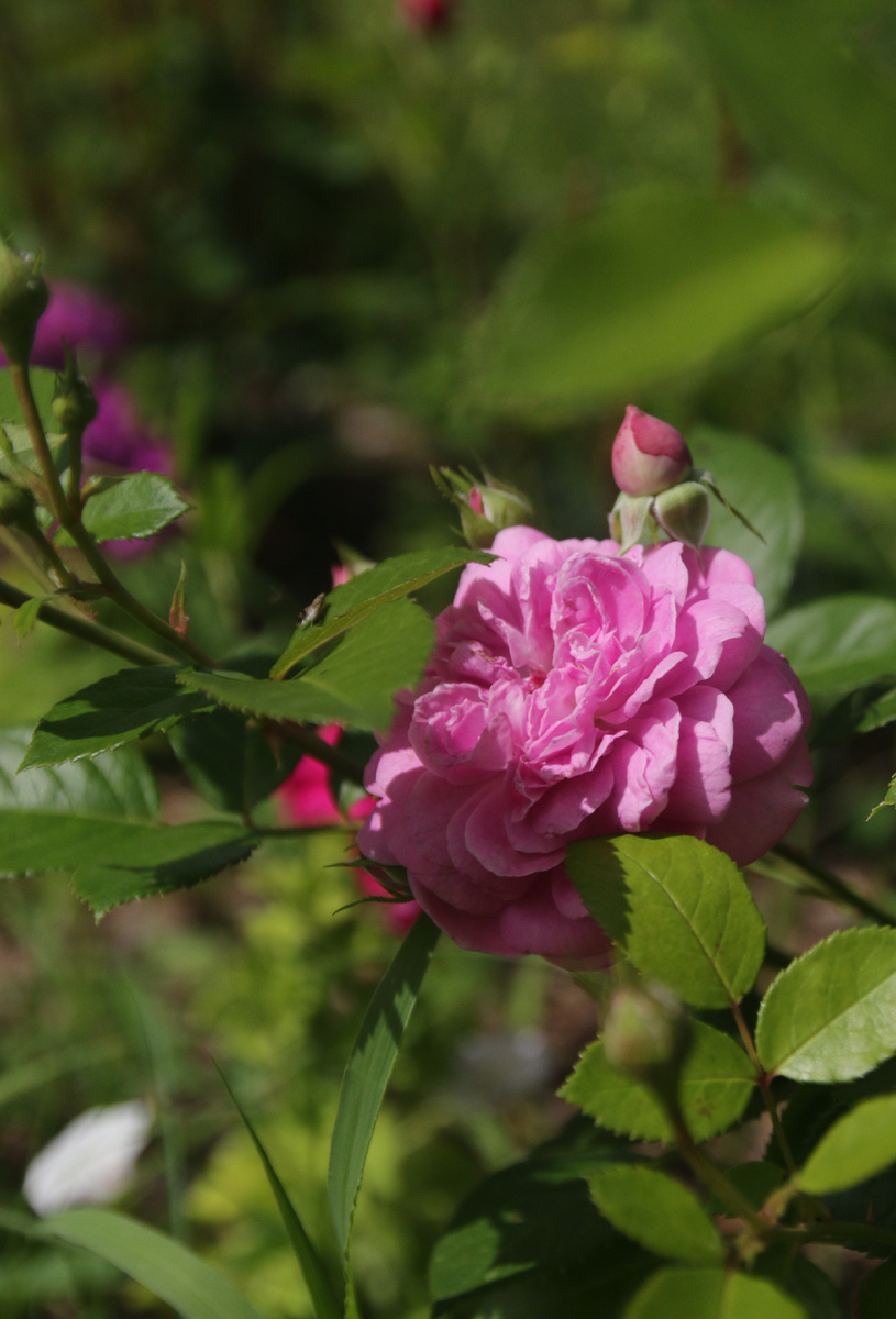 Роза Сиреневый дождь
