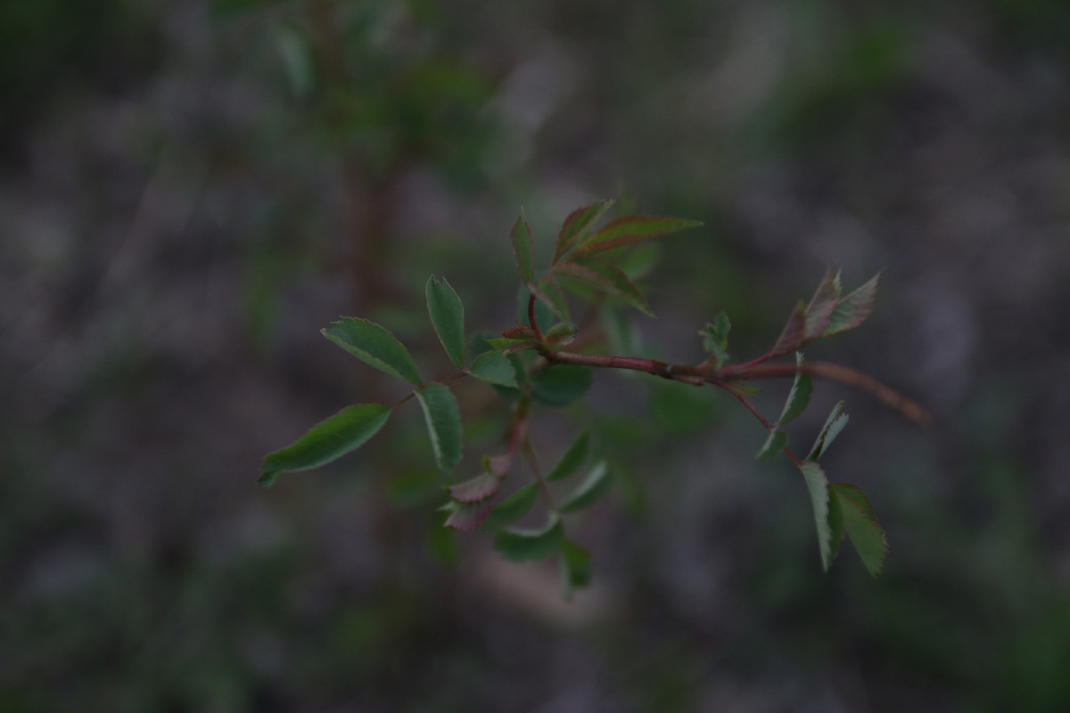 Уцененка из овощного ларька