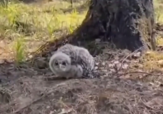    В мае наступает сезон слётков - период, когда птенцы покидают свои гнёзда, ещё не научившись летать