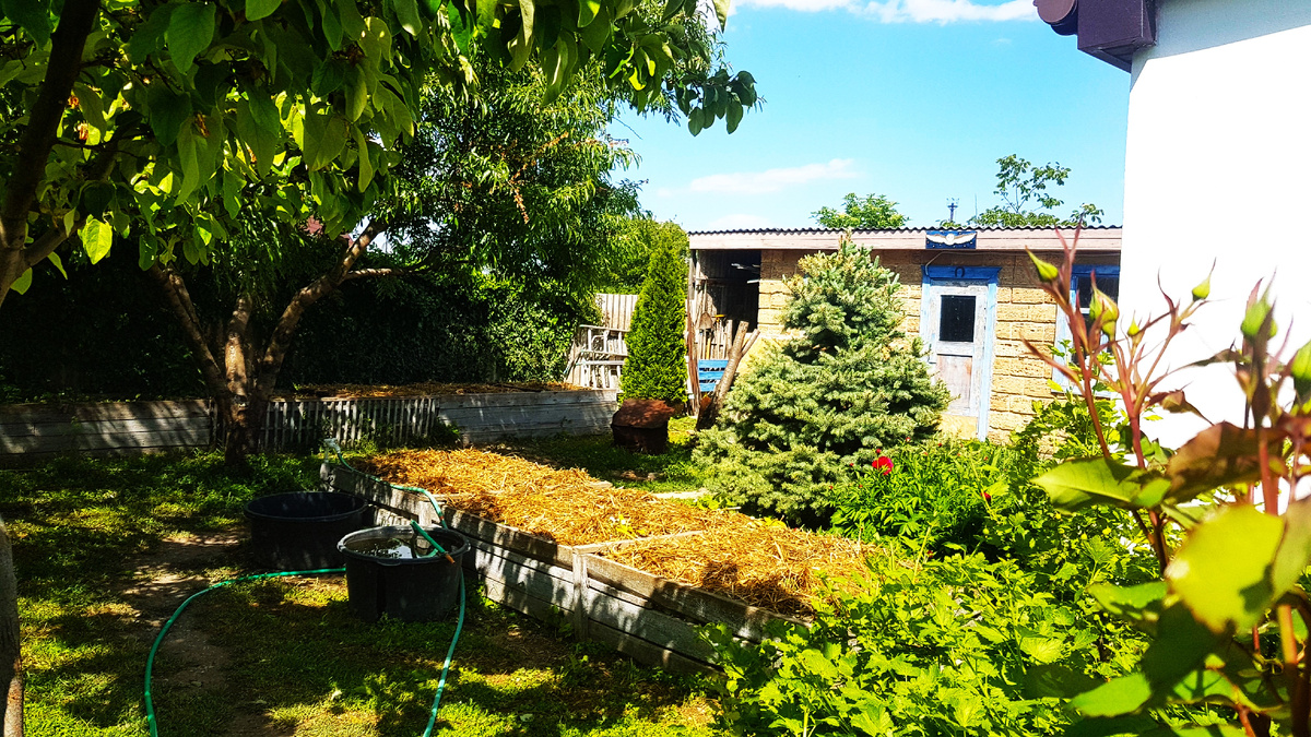 Подзаборный огород с помидорами.