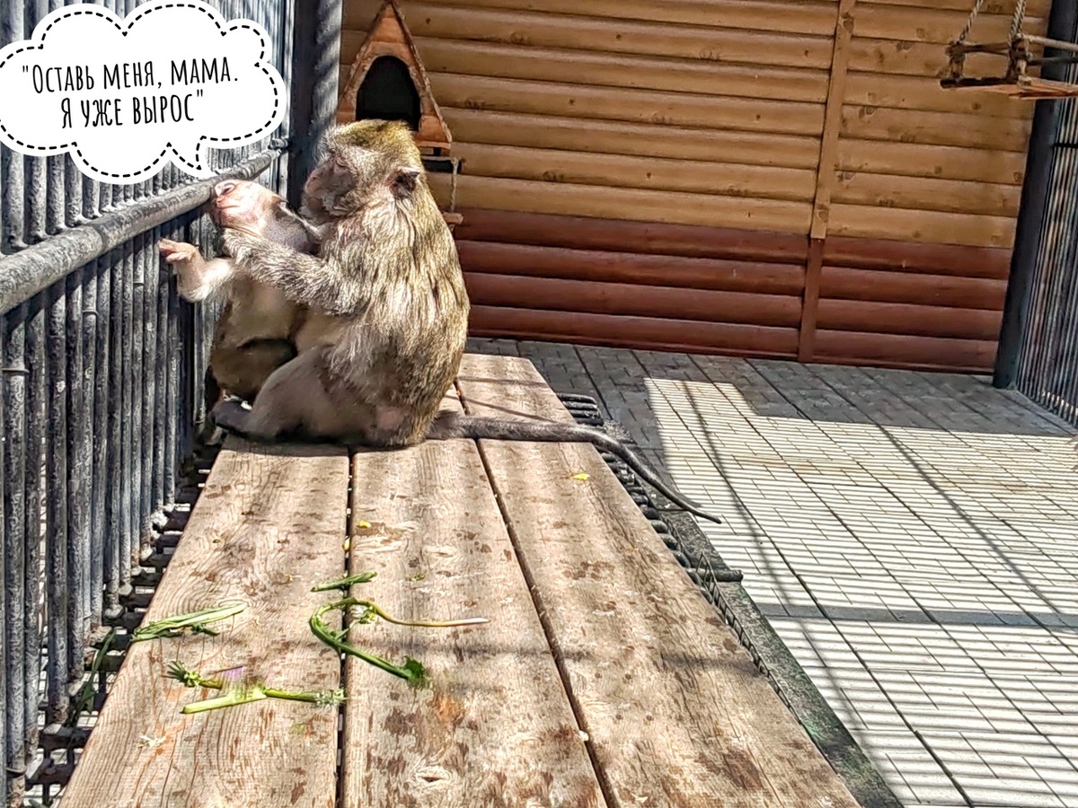    Фото: Большереченский зоопарк