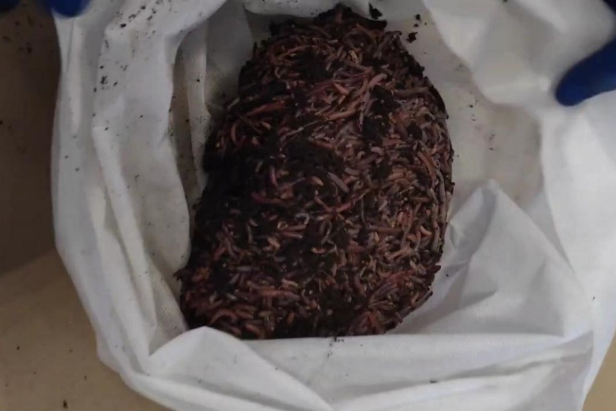    Фото: пресс-служба Уральского управления Россельхознадзора