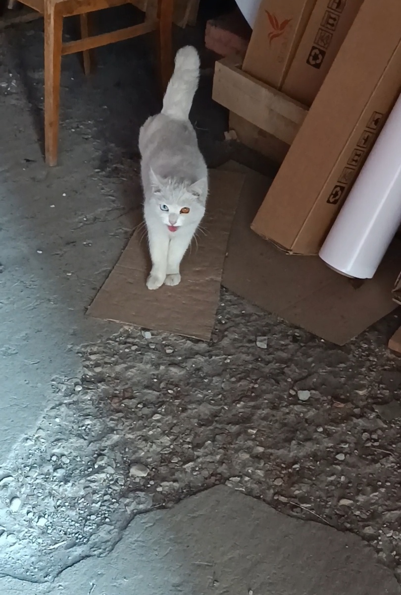 Первый наш диалог не задался. Кошка на меня очевидно орала, а я говорила "не ори на меня, я сама тебя боюсь" 🤣