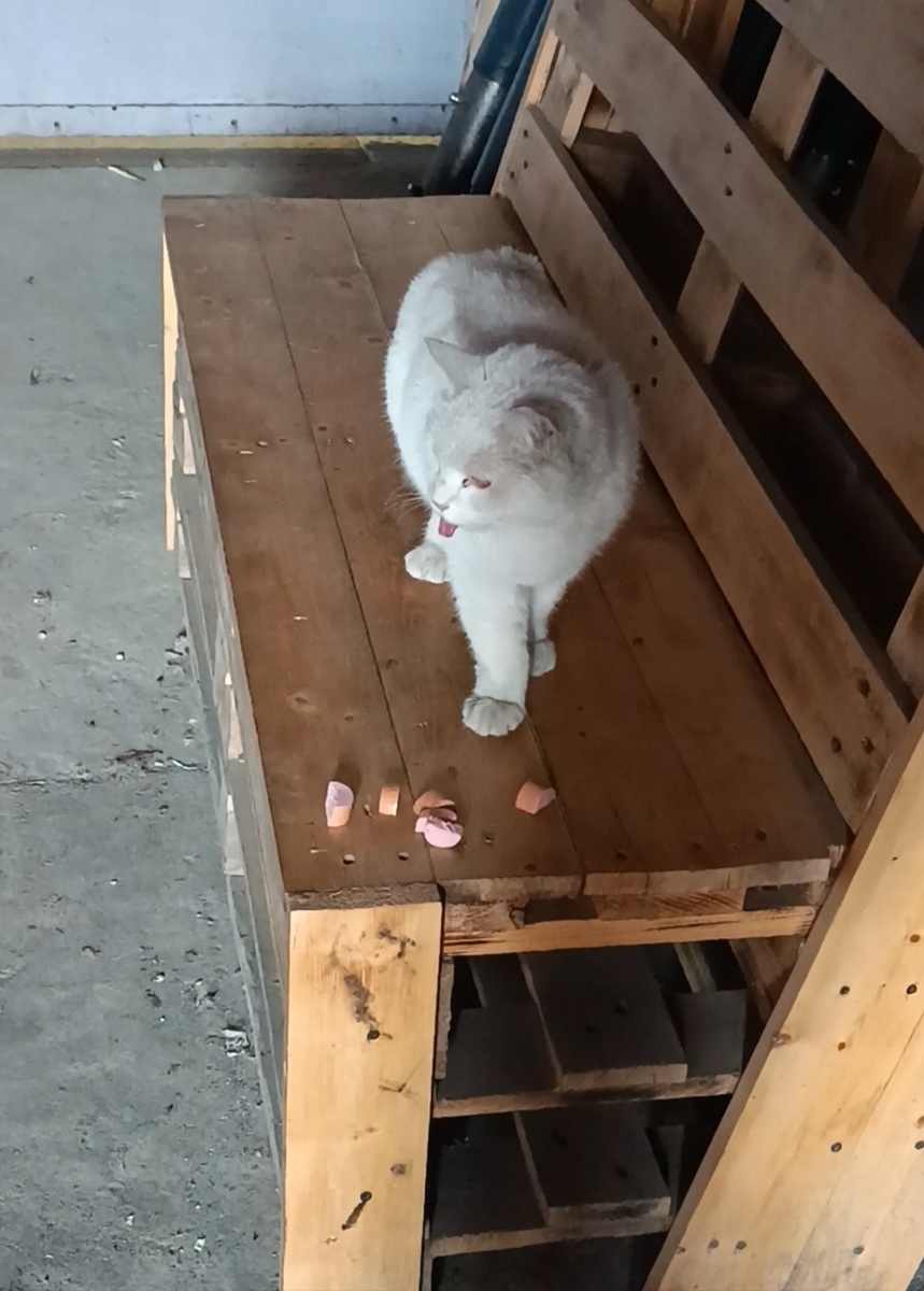 Спасибо неравнодушным, сосиска была найдена и частично передана кошке. Ела жадно, рычала и злилась на всех, кто пытался подойти