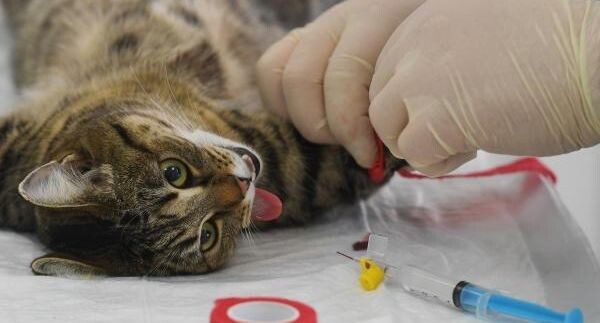    РИА «Новости»