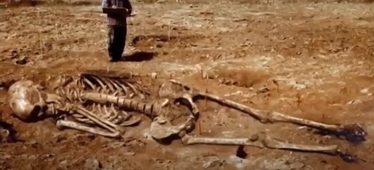 Скелет гиганта.