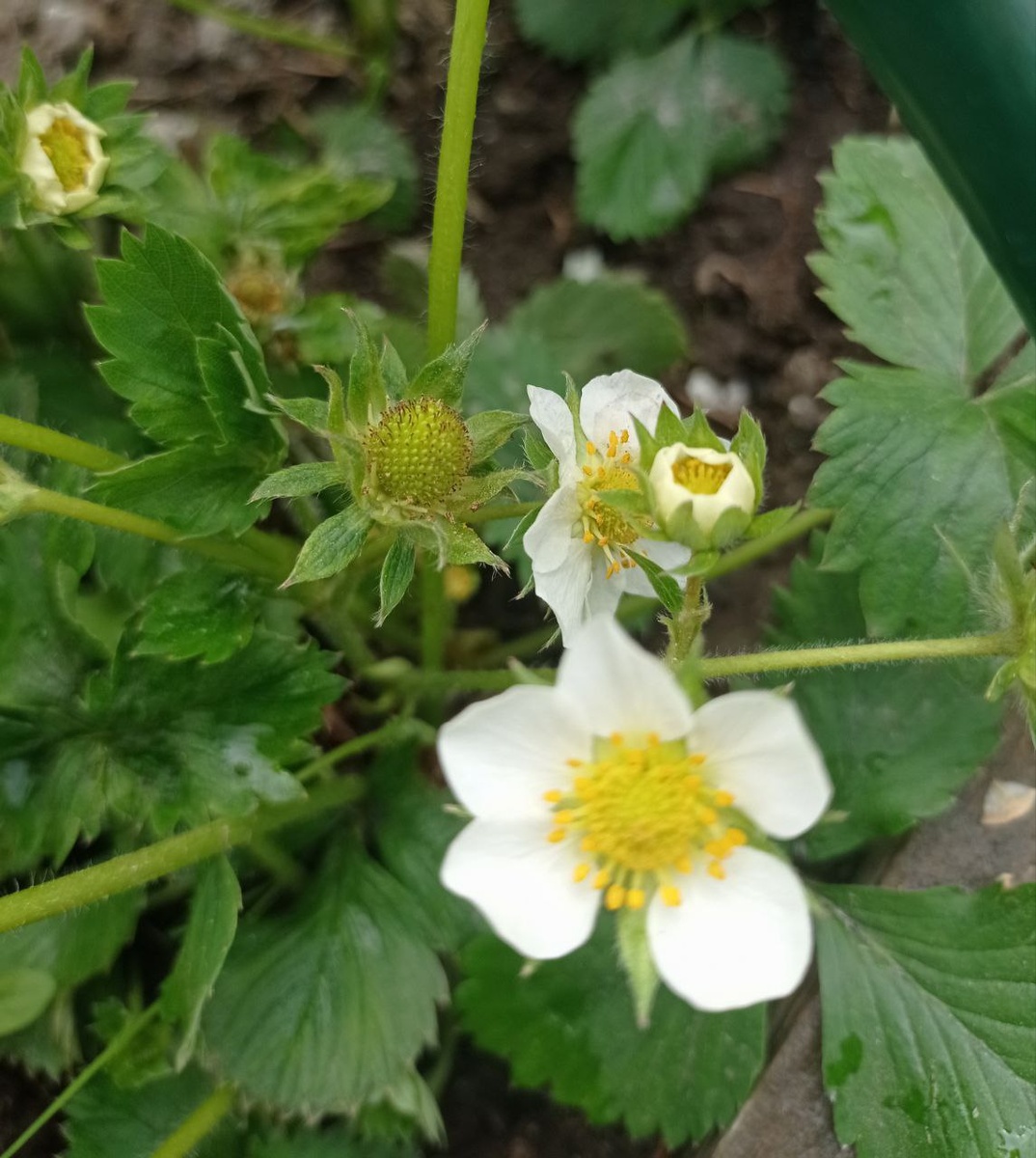 Первая ягодка в 2025 ))