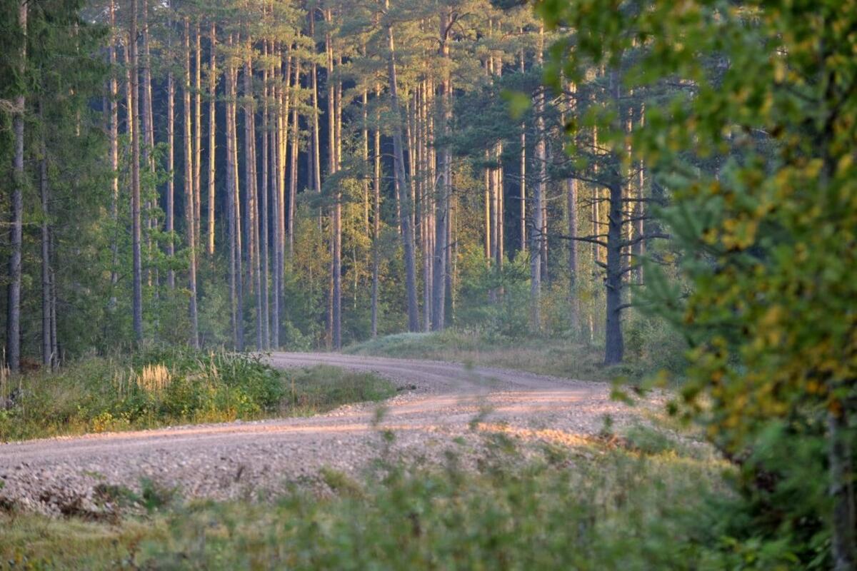 Леса в Латвии © lvm.lv