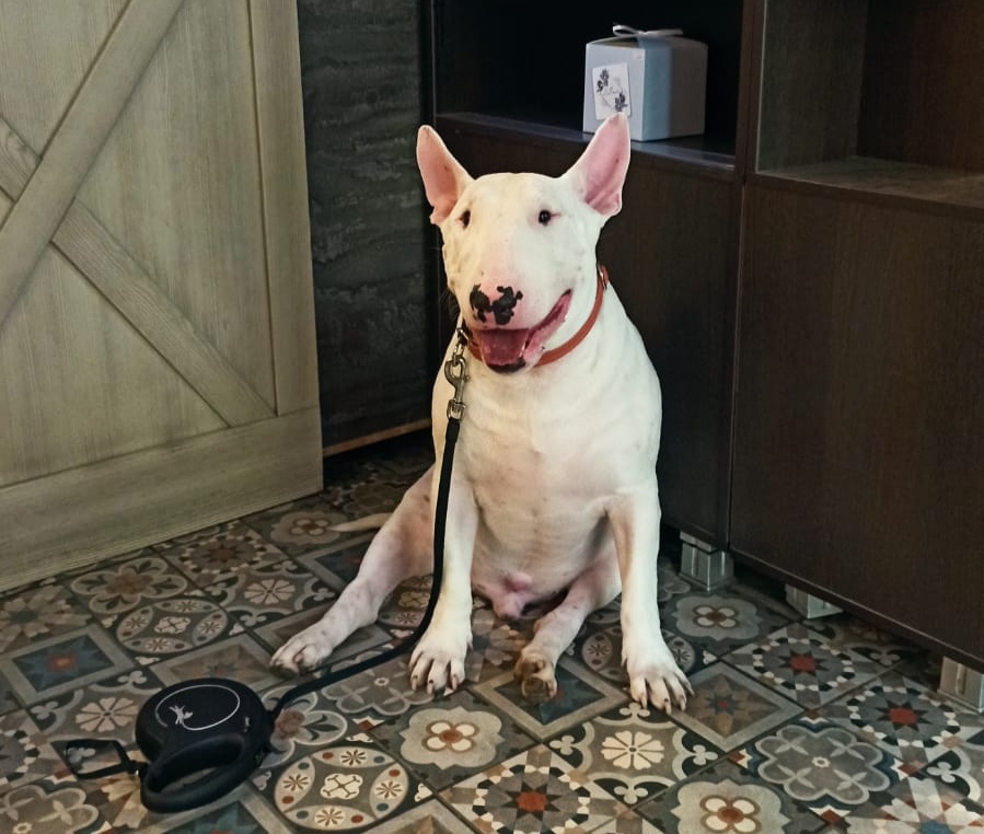 Ронин в кафе, ждет, когда папе кофе сделают 😄