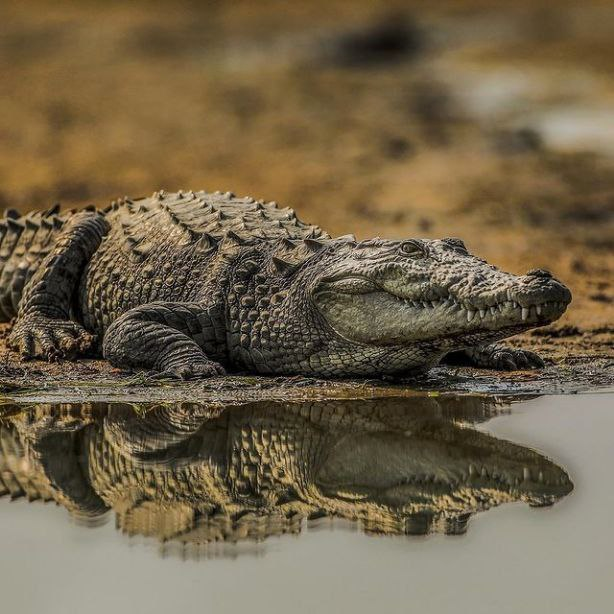 Гребнистый крокодил.