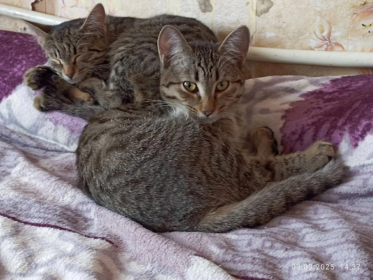 Долгое время по этим котятам совсем не было звонков