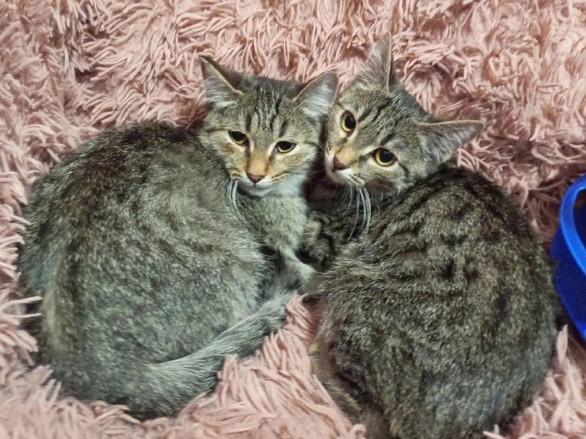 Было обидно, что скромных котиков никто не замечает