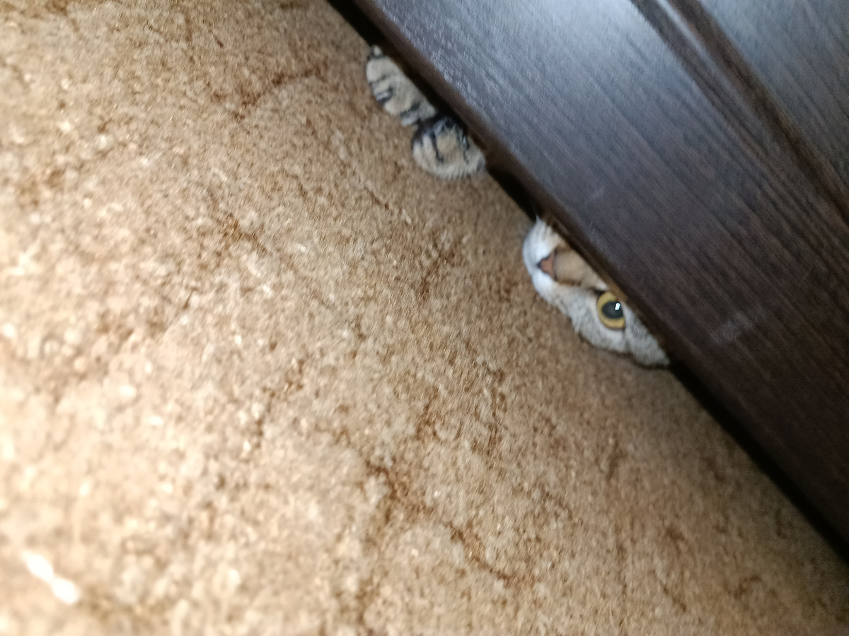 Найди кота. 