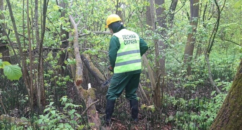    пресс-служба Комитета лесного хозяйства Московской области