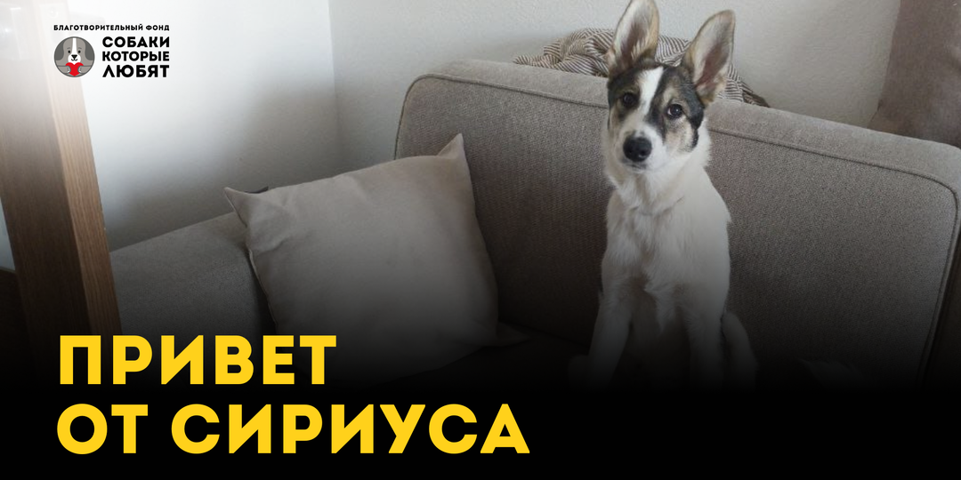 Привет из дома от Сириуса