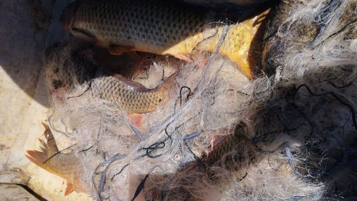     Источник: Цимлянский отдел рыбоохраны