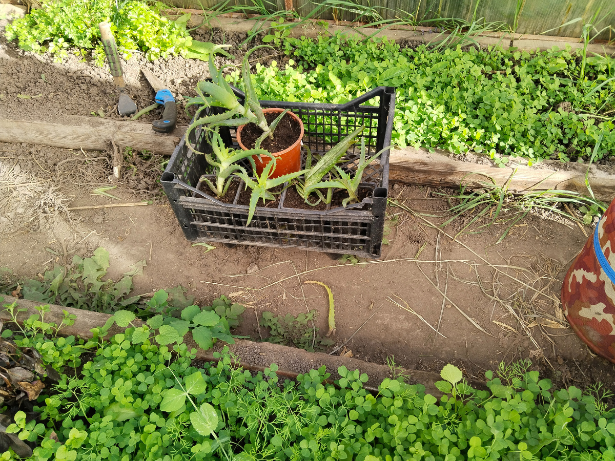 Это они же прошлой осенью и без корней.