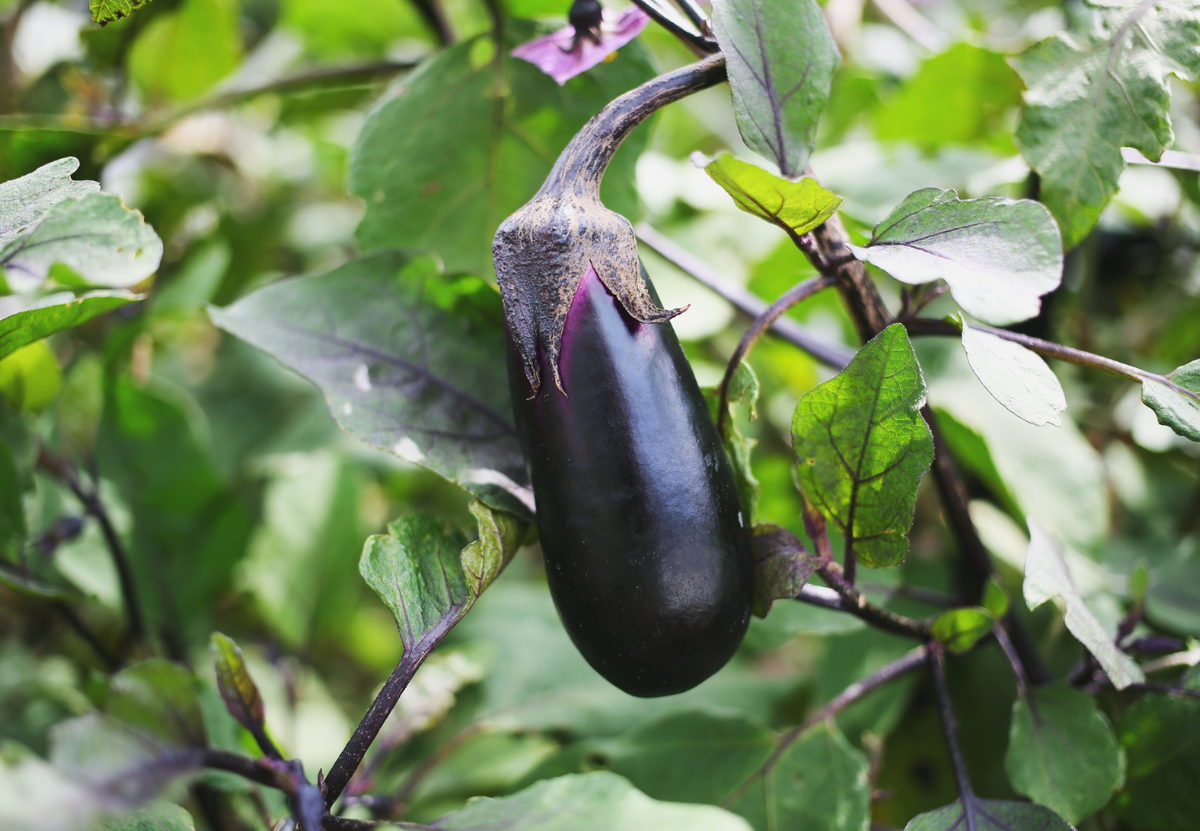 Вкусные сорта баклажанов