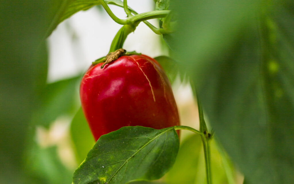    Фото freepik.com