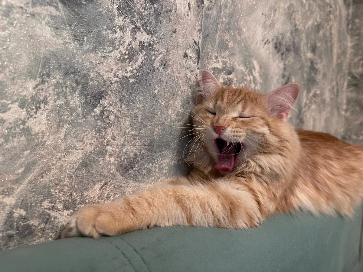 Король кото-лев Симба.