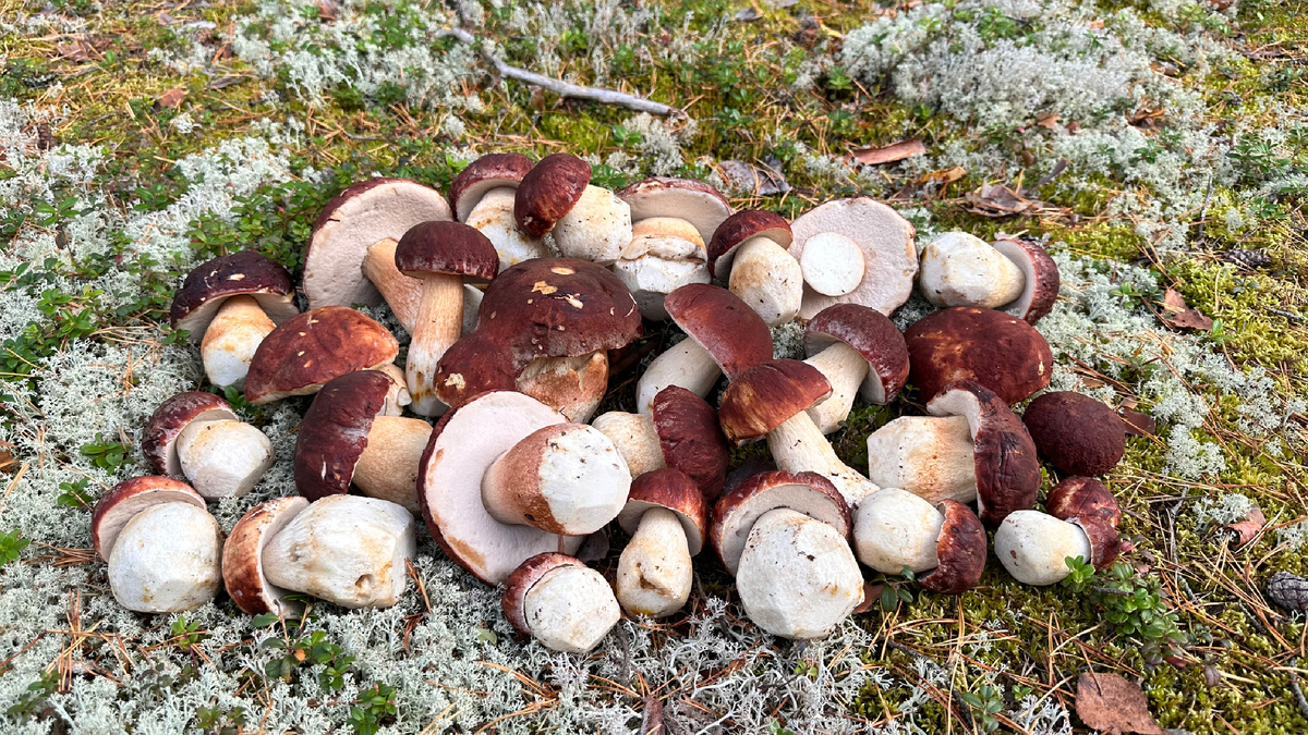 Фото 2023 г. Ленинградская область