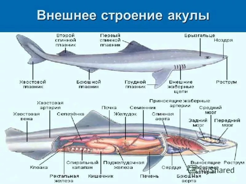 строение акулы