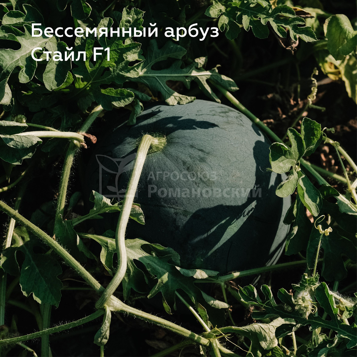 Арбуз Стаил Ф1