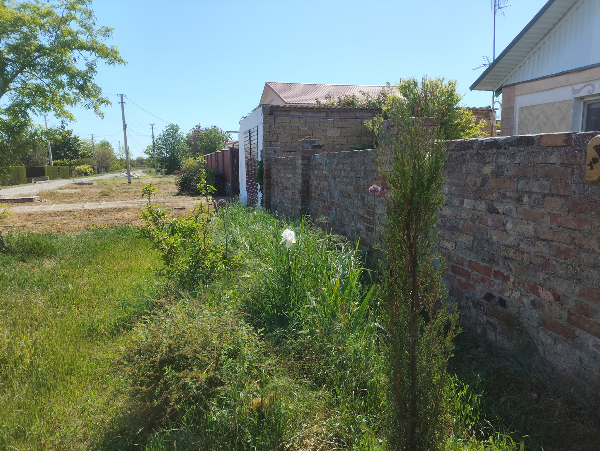 Когда я почищу этот ряд ирисов, кто знает?