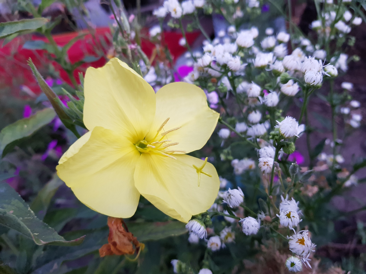 Цветы свекрови