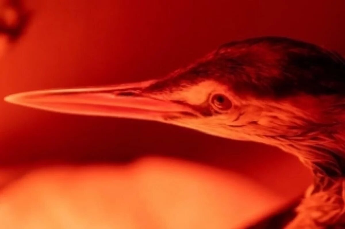    В Анапе фигурки загрязненных мазутом птиц продают за 10 тысяч рублей