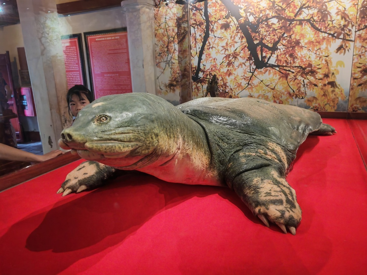 2 июня 1967 года черепаха Хоанкьем погибла из-за действий жестокого рыбака, которому было поручено поймать её сетью и доставить, но вместо этого он нанёс ей травмы ломом. Тело черепахи было сохранено и помещено в храм. Этот экземпляр весил 200 килограммов и достигал в длину 1,9 метров. До этого момента многие сомневались в существовании данного вида.