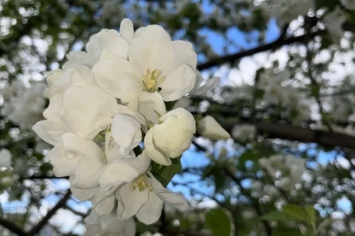    В Туле 20 мая прогнозируют дождь и сильный ветер