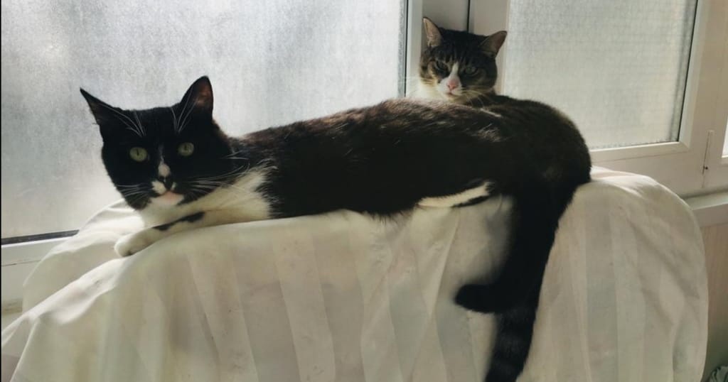 Маркус и ЛУна во временном доме