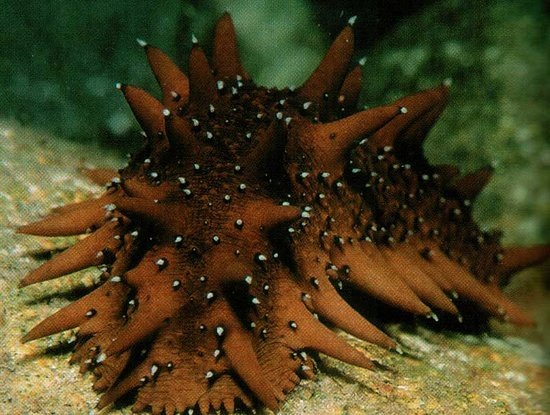 Дальневосточный трепанг (Apostichopus japonicus).