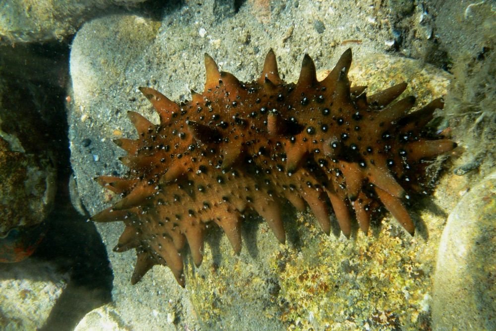 Окраска дальневосточного трепанга варьируется от зелёно-жёлтого до тёмно-коричневого оттенка, при этом нижняя часть тела заметно светлее верхней.