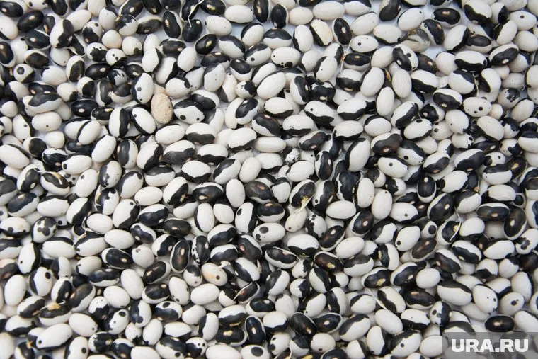 В фасоли нашли особо опасного жука-вредителя
Фото: Benjamin White/CC BY-SA 2.0/Flickr