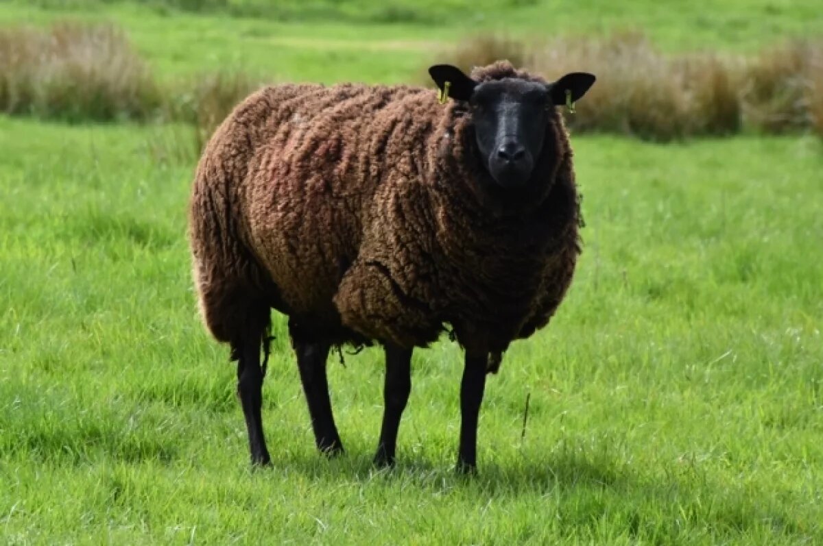    В Татарстане назвали требования к жертвенным животным на Курбан-байрам
