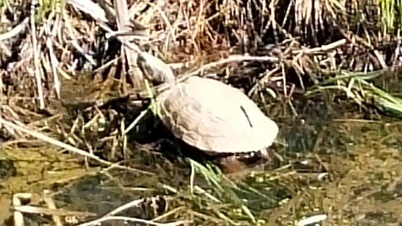    Фото: vk.com/Вести Стрельны