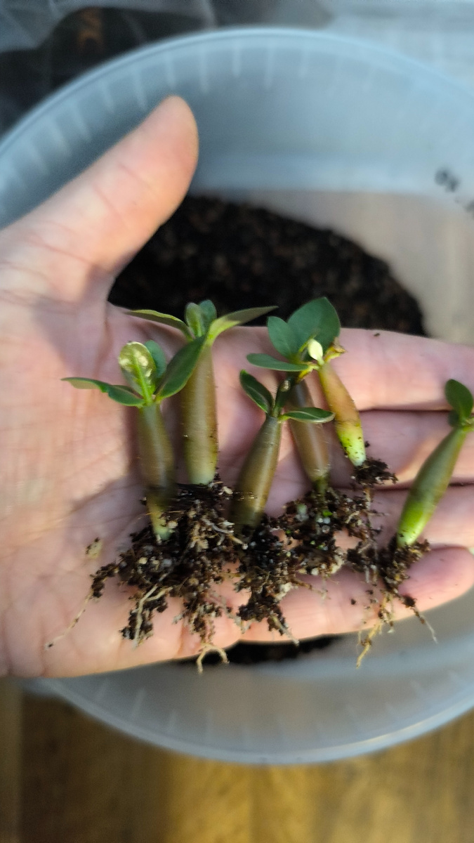 Вот такие красавицы возрастом две с половиной недели.