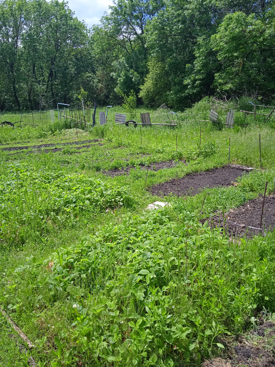 Всё заросло)