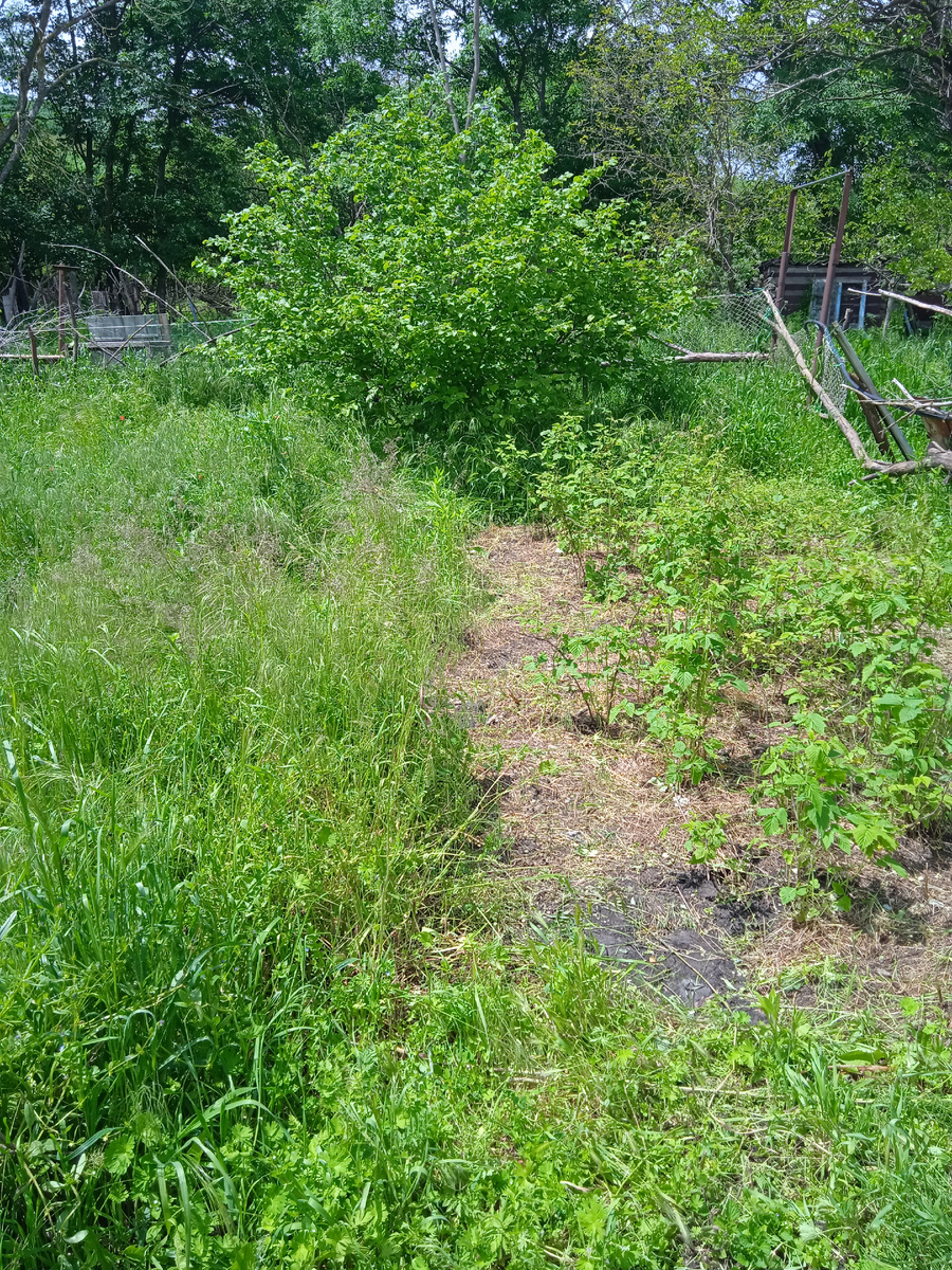 Достала малину(справа) из травы(слева), прямо по курсу - лесной орех