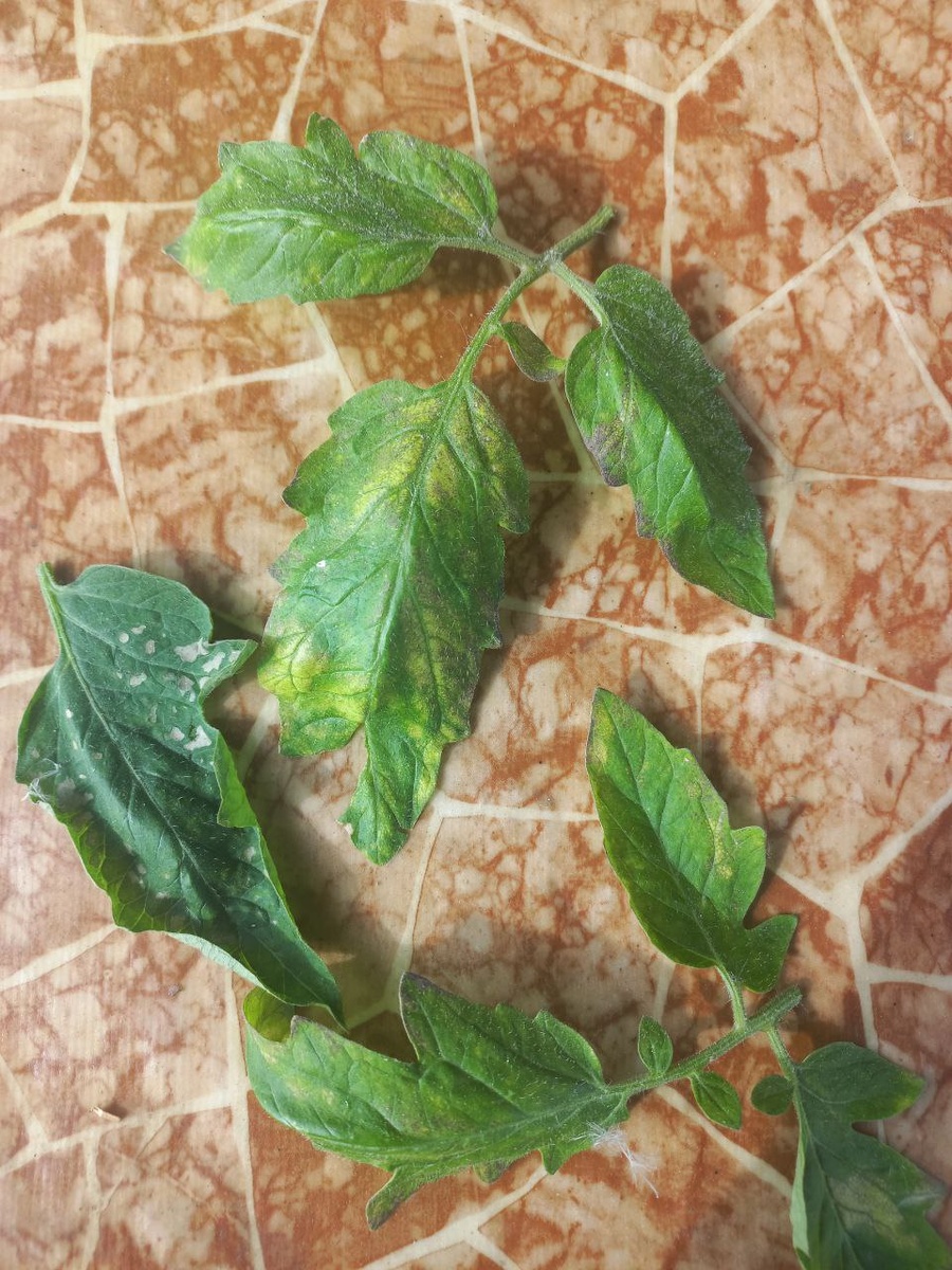 Фото не моё. Прислали с вопросом