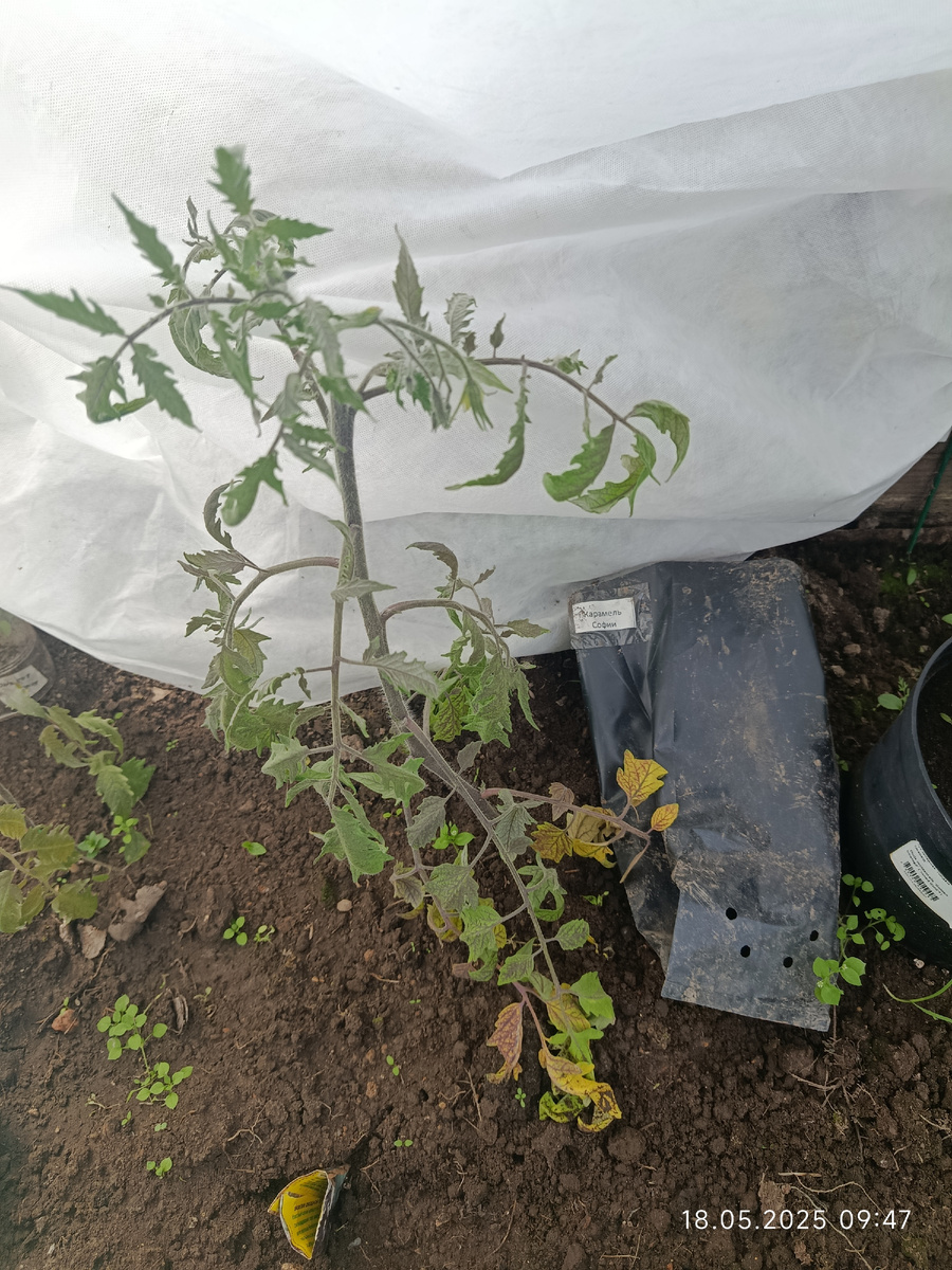 А это уже моё фото. Сорт томата Карамель Софии