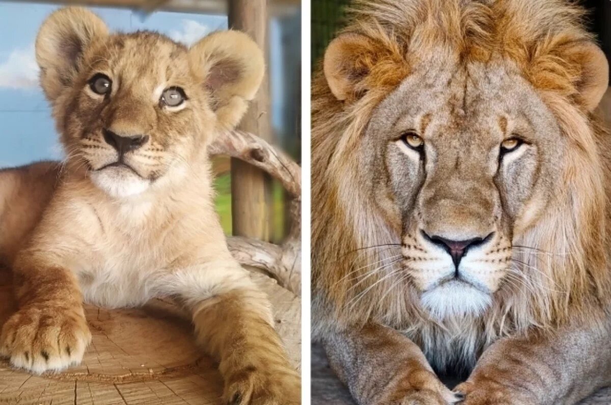    Лев Алтай в 2023 году и в 2025.